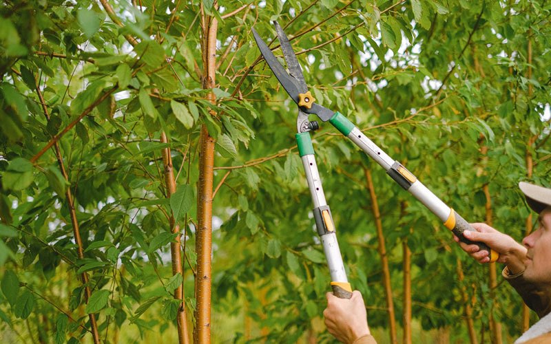 Tree trimming in Panora, IA